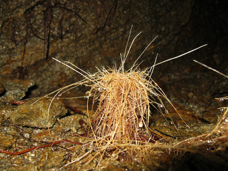 Root Stalagmite in Haselgrabenstollen